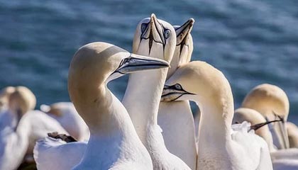 4比1，大胜！ 成都蓉城暂列中超榜首